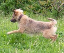 Merlin – Schnauzer-Schäferhund-Mix, Männchen, 10 Jahre 7 Monate, 70195 Stuttgart-Botnang – Foto 5