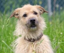 Merlin – Schnauzer-Schäferhund-Mix, Männchen, 10 Jahre 7 Monate, 70195 Stuttgart-Botnang – Foto 6