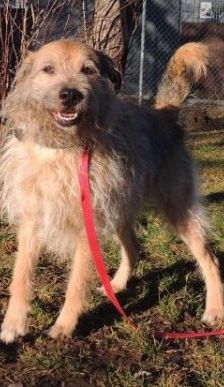 Merlin – Schnauzer-Schäferhund-Mix, Männchen, 10 Jahre 7 Monate, 70195 Stuttgart-Botnang – Foto 7