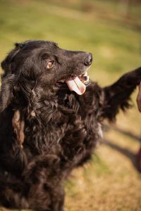 Norman – Kroatischer Schäferhund Mischling, Männchen, 2 Jahre 5 Monate, Nordic Strays e.V. – Foto 2