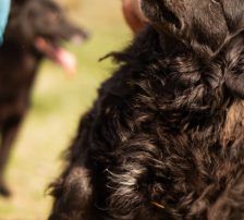 Norman – Kroatischer Schäferhund Mischling, Männchen, 2 Jahre 5 Monate, Nordic Strays e.V. – Foto 12
