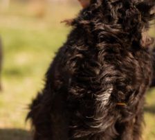 Norman – Kroatischer Schäferhund Mischling, Männchen, 2 Jahre 5 Monate, Nordic Strays e.V. – Foto 13