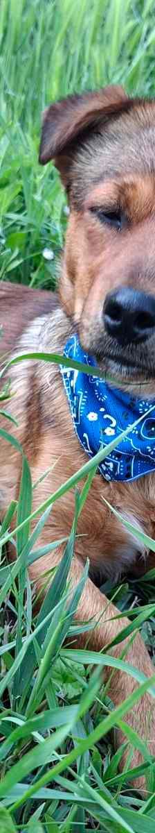 Norman – Kroatischer Schäferhund Mischling, Männchen, 2 Jahre 5 Monate, Nordic Strays e.V. – Foto 3