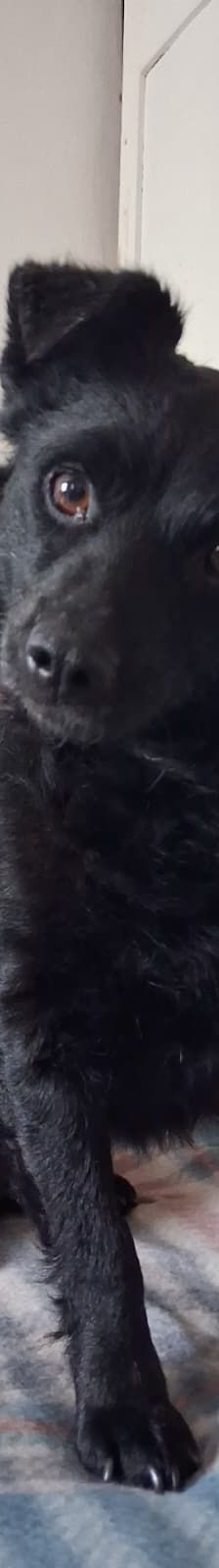 Norman – Kroatischer Schäferhund Mischling, Männchen, 2 Jahre 5 Monate, Nordic Strays e.V. – Foto 5