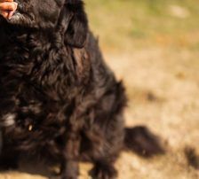 Norman – Kroatischer Schäferhund Mischling, Männchen, 2 Jahre 5 Monate, Nordic Strays e.V. – Foto 6