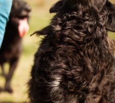 Norman – Kroatischer Schäferhund Mischling, Männchen, 2 Jahre 5 Monate, Nordic Strays e.V. – Foto 7