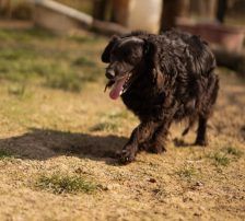 Norman – Kroatischer Schäferhund Mischling, Männchen, 2 Jahre 5 Monate, Nordic Strays e.V. – Foto 8