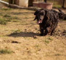 Norman – Kroatischer Schäferhund Mischling, Männchen, 2 Jahre 5 Monate, Nordic Strays e.V. – Foto 9