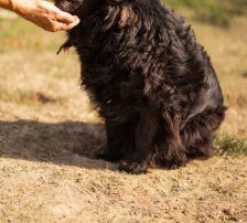 Norman – Kroatischer Schäferhund Mischling, Männchen, 2 Jahre 5 Monate, Nordic Strays e.V. – Foto 10