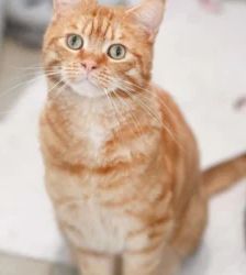 Pepe – EKH, Männchen, 35 Monate, 13057 Berlin – Foto 2
