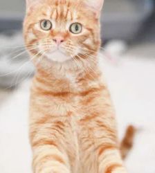 Pepe – EKH, Männchen, 35 Monate, 13057 Berlin – Foto 3