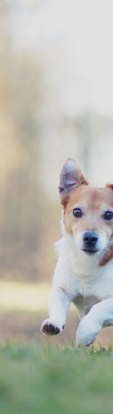 Jacky – Jack Russell Mischling, Männchen, 9 Jahre 11 Monate, 37520 Osterode – Foto 1