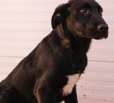 Đumbir – Kangal Mix, Männchen, Alter unbekannt, Nordic Strays e.V. – Foto 2