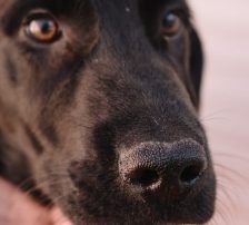 Đumbir – Kangal Mix, Männchen, Alter unbekannt, Nordic Strays e.V. – Foto 3