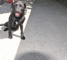 Goja – Mischling, Männchen, 5 Jahre, Nordic Strays e.V. – Foto 3