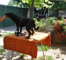 Goja – Mischling, Männchen, 5 Jahre, Nordic Strays e.V. – Foto 6