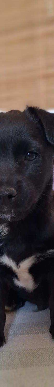 Maylo – Mischling, Männchen, 3 Monate, Nordic Strays e.V. – Foto 1