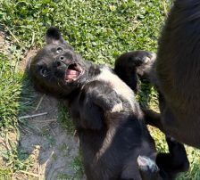 Maylo – Mischling, Männchen, 3 Monate, Nordic Strays e.V. – Foto 2