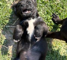 Maylo – Mischling, Männchen, 3 Monate, Nordic Strays e.V. – Foto 3