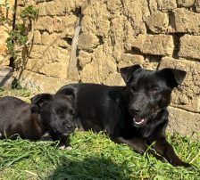 Maylo – Mischling, Männchen, 3 Monate, Nordic Strays e.V. – Foto 4