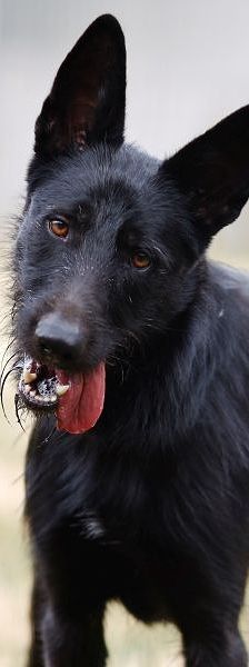 Baghira – Podenco-Schnauzer-Mix, Männchen, 9 Jahre, 13057 Berlin – Foto 1
