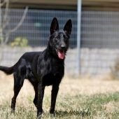 Baghira – Podenco-Schnauzer-Mix, Männchen, 9 Jahre, 13057 Berlin – Foto 2