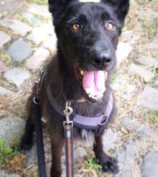 Baghira – Podenco-Schnauzer-Mix, Männchen, 9 Jahre, 13057 Berlin – Foto 6