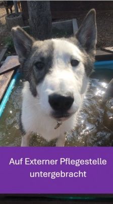 Baxter – American-Inu, Männchen, 2 Jahre 2 Monate, 70195 Stuttgart-Botnang – Foto 1