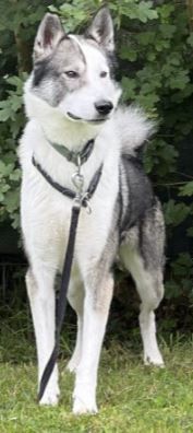 Baxter – American-Inu, Männchen, 2 Jahre 2 Monate, 70195 Stuttgart-Botnang – Foto 2