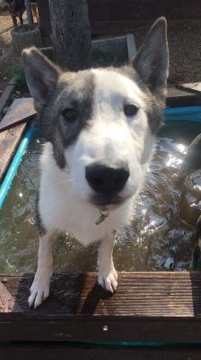 Baxter – American-Inu, Männchen, 2 Jahre 2 Monate, 70195 Stuttgart-Botnang – Foto 12
