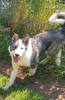 Baxter – American-Inu, Männchen, 2 Jahre 2 Monate, 70195 Stuttgart-Botnang – Foto 13