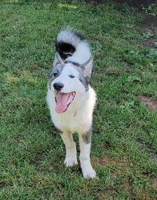 Baxter – American-Inu, Männchen, 2 Jahre 2 Monate, 70195 Stuttgart-Botnang – Foto 14