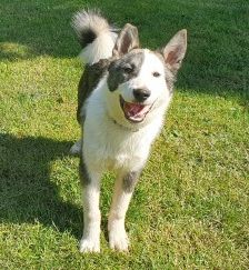 Baxter – American-Inu, Männchen, 2 Jahre 2 Monate, 70195 Stuttgart-Botnang – Foto 15