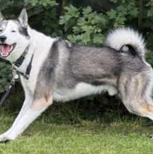 Baxter – American-Inu, Männchen, 2 Jahre 2 Monate, 70195 Stuttgart-Botnang – Foto 3