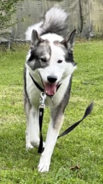 Baxter – American-Inu, Männchen, 2 Jahre 2 Monate, 70195 Stuttgart-Botnang – Foto 4