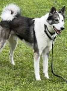 Baxter – American-Inu, Männchen, 2 Jahre 2 Monate, 70195 Stuttgart-Botnang – Foto 5