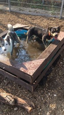 Baxter – American-Inu, Männchen, 2 Jahre 2 Monate, 70195 Stuttgart-Botnang – Foto 6