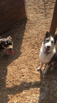 Baxter – American-Inu, Männchen, 2 Jahre 2 Monate, 70195 Stuttgart-Botnang – Foto 7