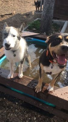 Baxter – American-Inu, Männchen, 2 Jahre 2 Monate, 70195 Stuttgart-Botnang – Foto 9