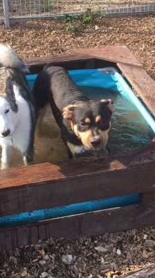 Baxter – American-Inu, Männchen, 2 Jahre 2 Monate, 70195 Stuttgart-Botnang – Foto 10