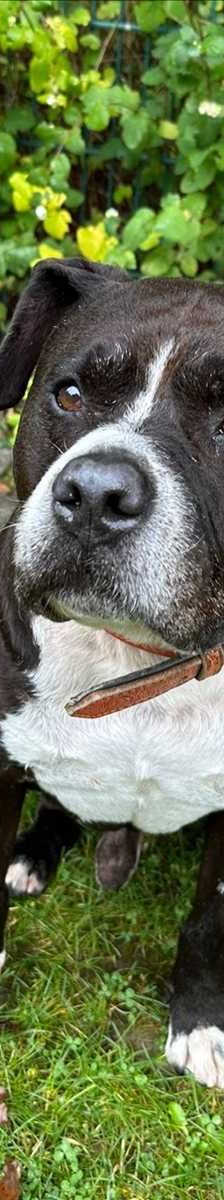 BERO – American Staffordshire Terrier, Männchen, 10 Jahre, 81829 München – Foto 2