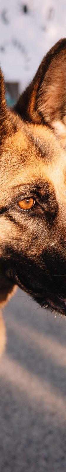 Vega – Deutscher Schäferhund-Mix, Weibchen, 11 Monate, Nordic Strays e.V. – Foto 1