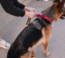 Vega – Deutscher Schäferhund-Mix, Weibchen, 11 Monate, Nordic Strays e.V. – Foto 2