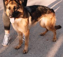 Vega – Deutscher Schäferhund-Mix, Weibchen, 11 Monate, Nordic Strays e.V. – Foto 11
