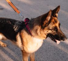 Vega – Deutscher Schäferhund-Mix, Weibchen, 11 Monate, Nordic Strays e.V. – Foto 3