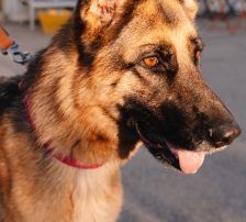 Vega – Deutscher Schäferhund-Mix, Weibchen, 11 Monate, Nordic Strays e.V. – Foto 4