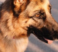 Vega – Deutscher Schäferhund-Mix, Weibchen, 11 Monate, Nordic Strays e.V. – Foto 5