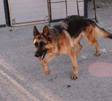 Vega – Deutscher Schäferhund-Mix, Weibchen, 11 Monate, Nordic Strays e.V. – Foto 6
