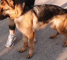 Vega – Deutscher Schäferhund-Mix, Weibchen, 11 Monate, Nordic Strays e.V. – Foto 7