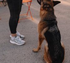 Vega – Deutscher Schäferhund-Mix, Weibchen, 11 Monate, Nordic Strays e.V. – Foto 8